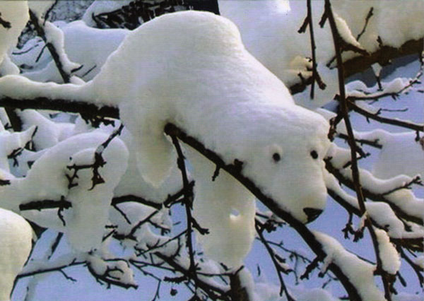 christmas snow bear